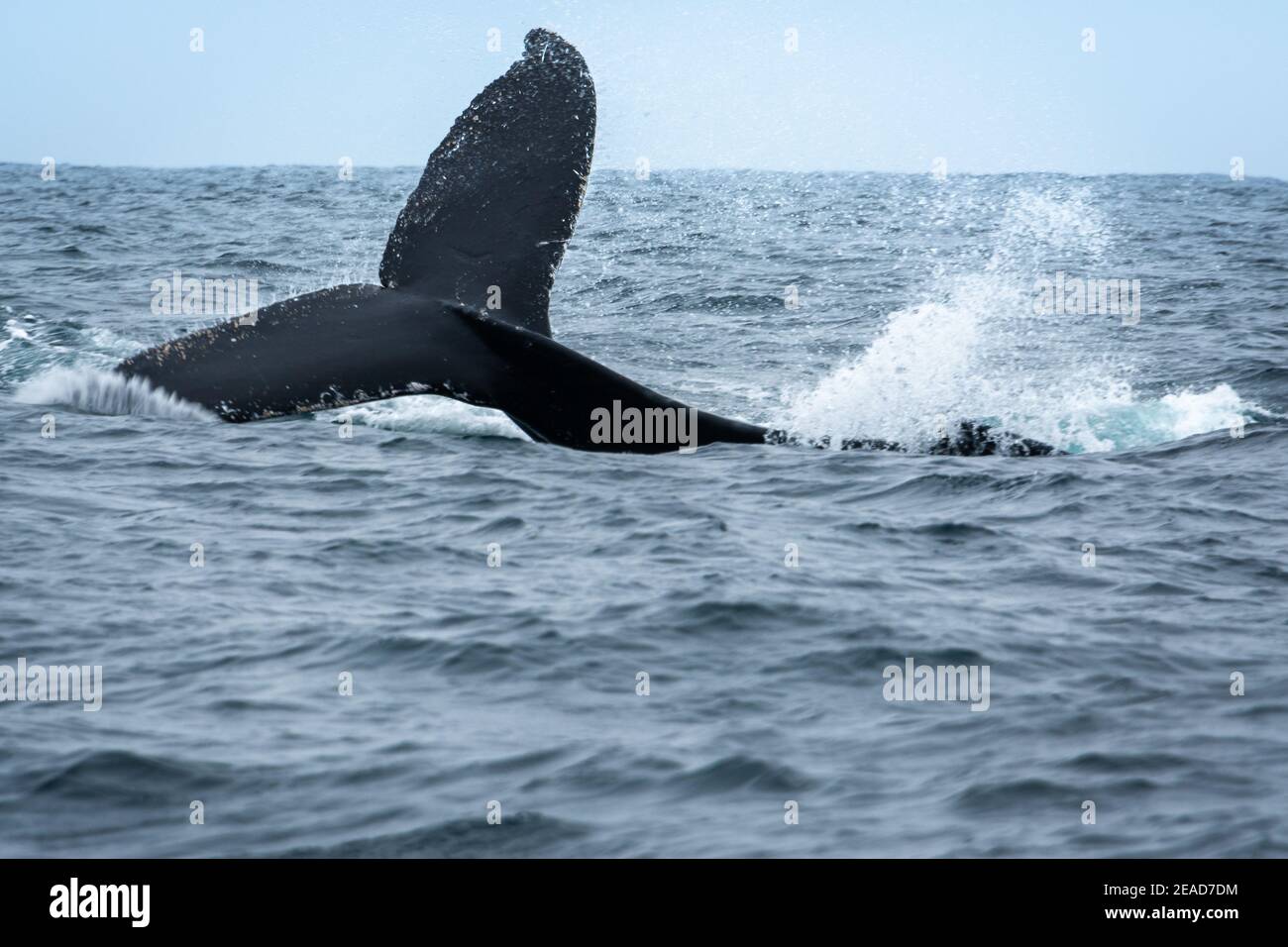 Humpback whale jumping in Machalilla National Park, Ecuador Stock Photo