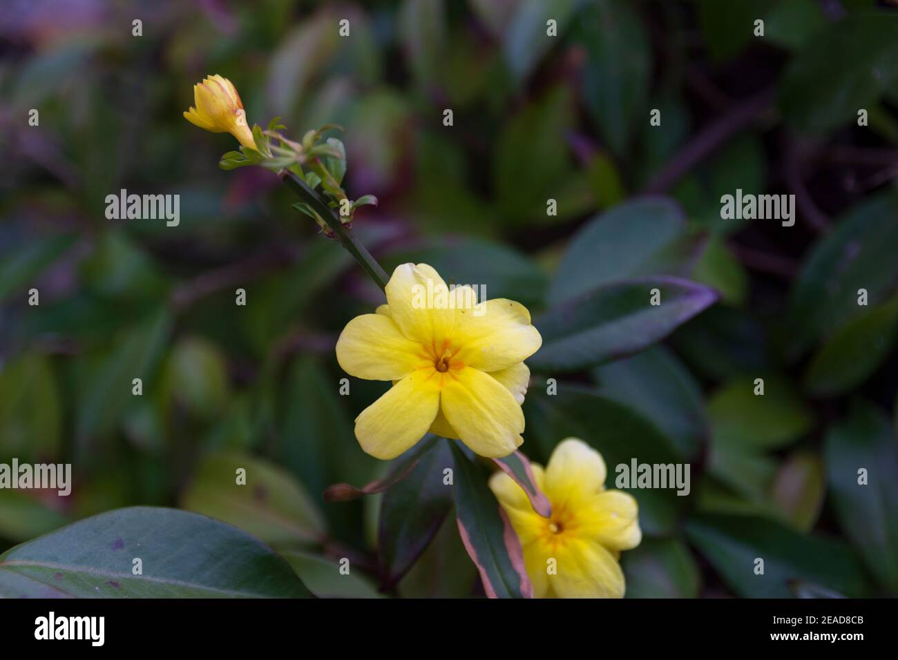 japanese jasmine flower . Yellow jasmine, japanese jasmine in yesilkoy