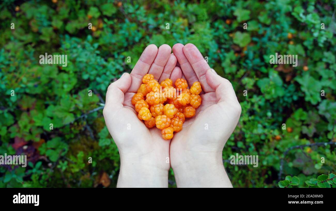 Cloudberries in palms Stock Photo
