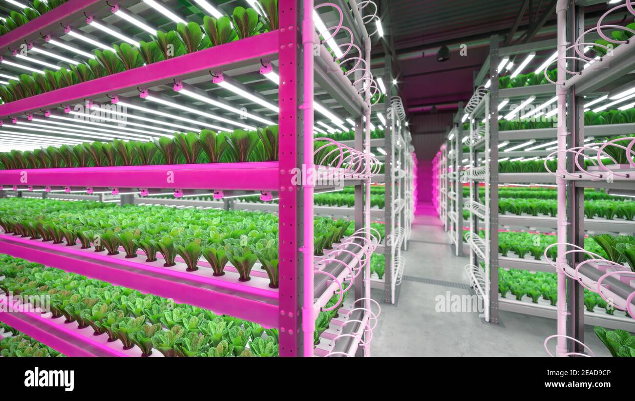 Hydroponic indoor vegetable plant factory in exhibition space warehouse