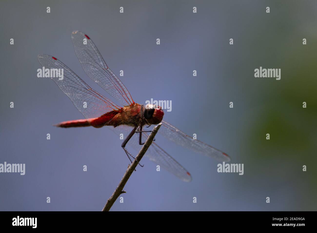 closeup of a red dragonfly resting on a branch with natural green ...