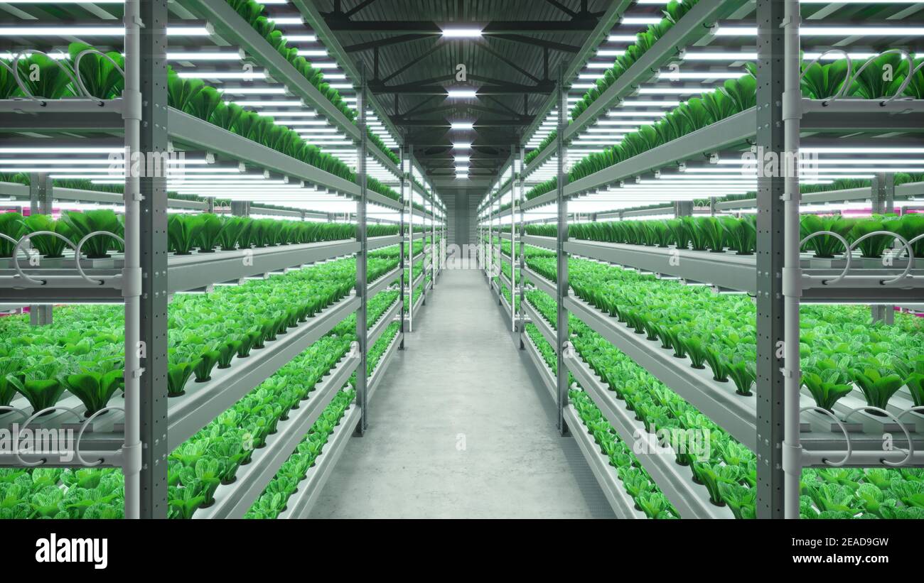 Hydroponic indoor vegetable plant factory in exhibition space warehouse