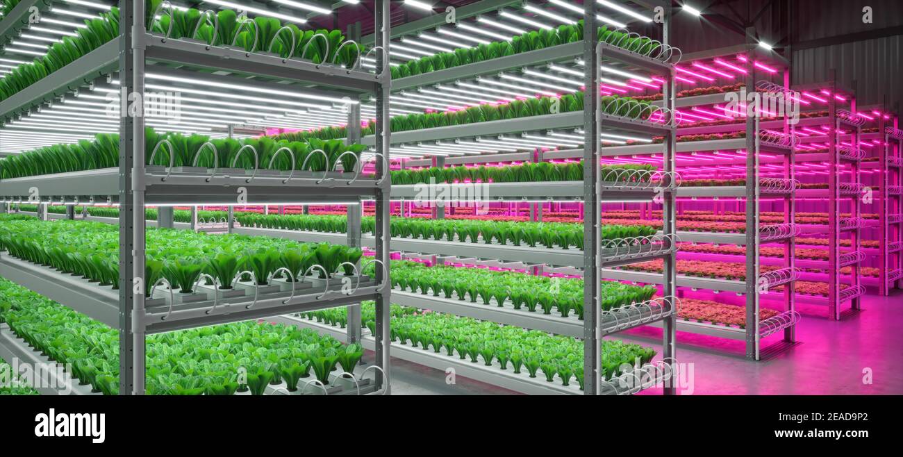 Hydroponic indoor vegetable plant factory in exhibition space warehouse