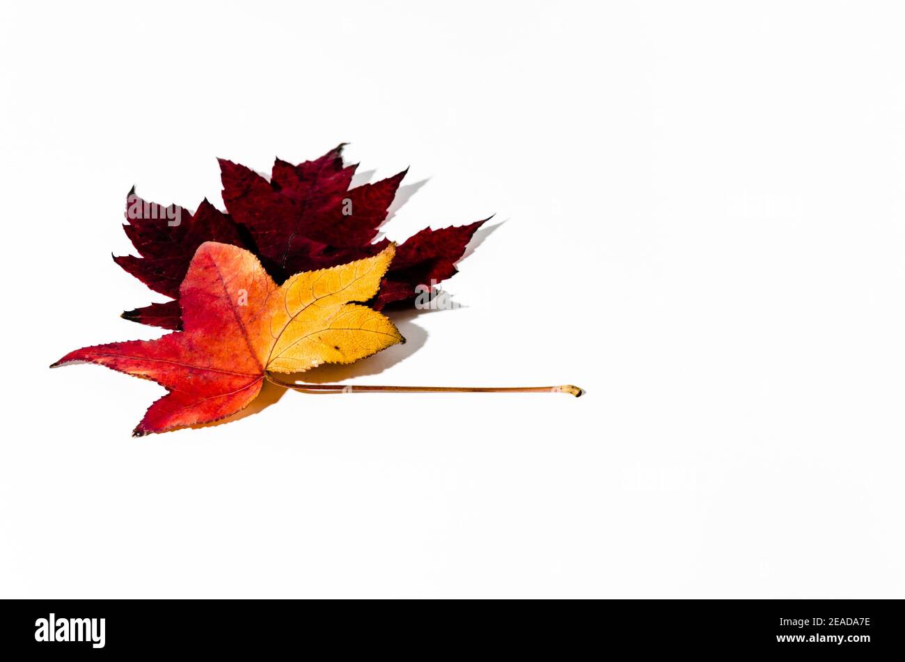 Autumn dry leaf fallen from tree on white background Stock Photo - Alamy