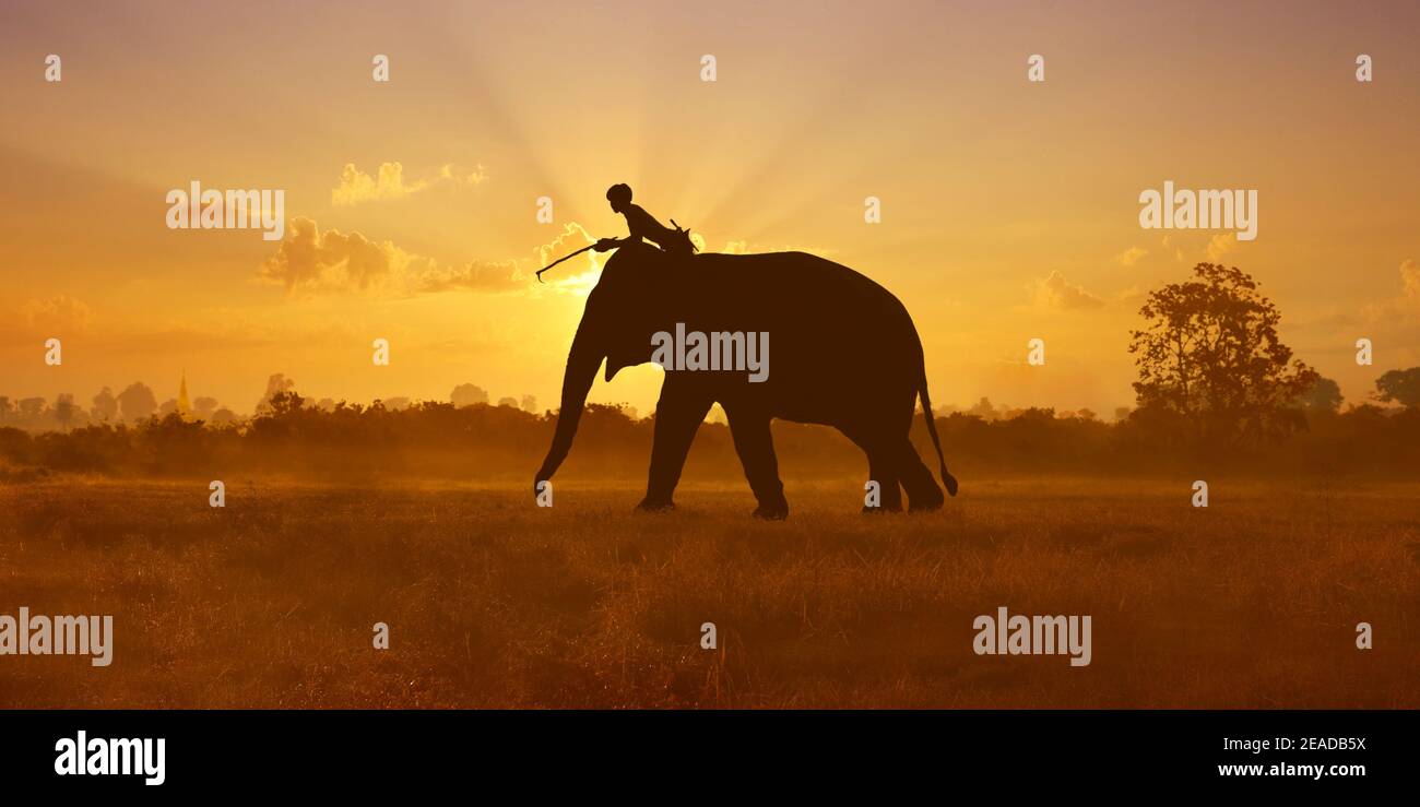 shape of elephant walking in the savannah during sunset Stock Photo - Alamy