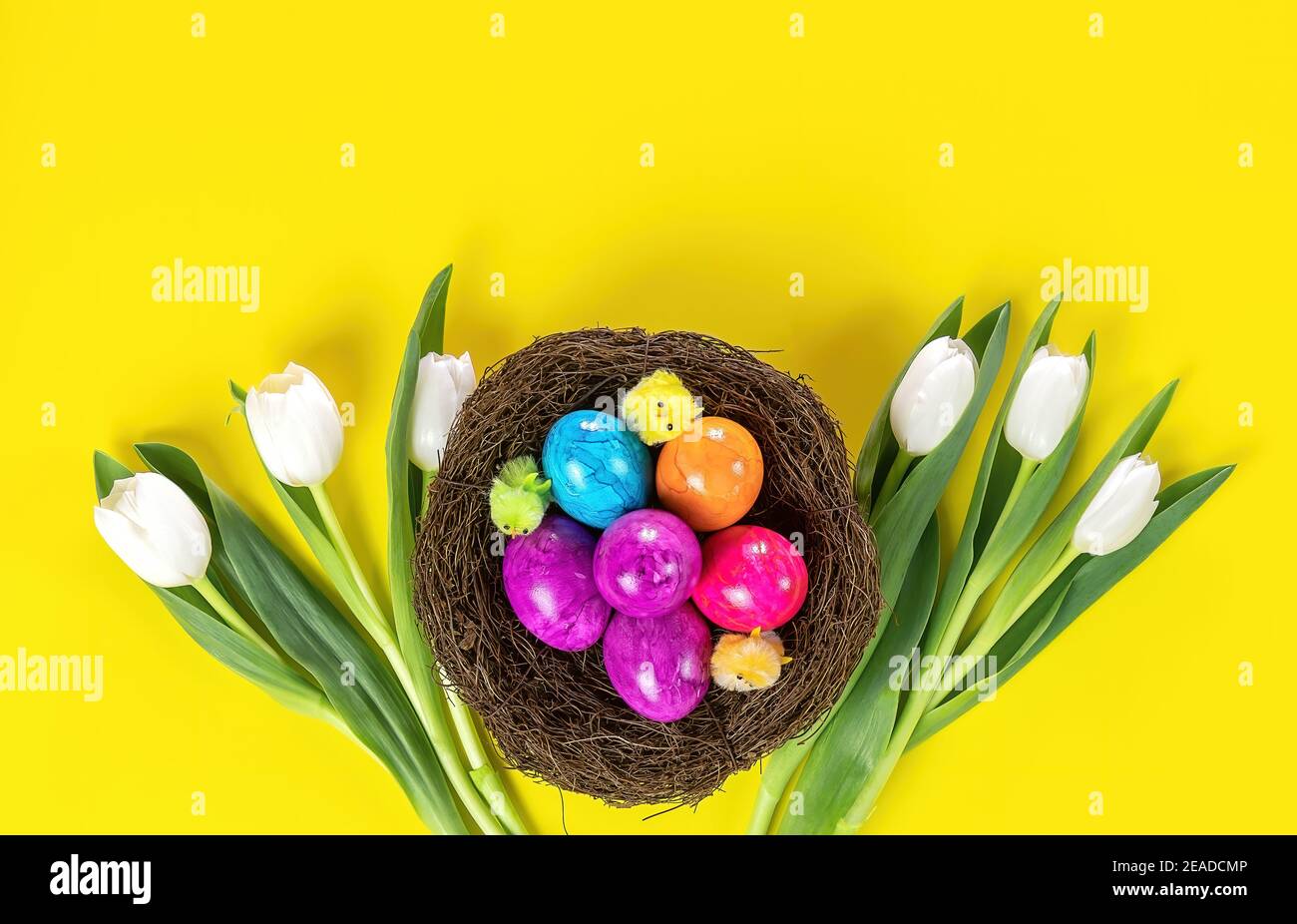 Easter colored eggs in nest and white tulips. Holiday concept. Stock Photo