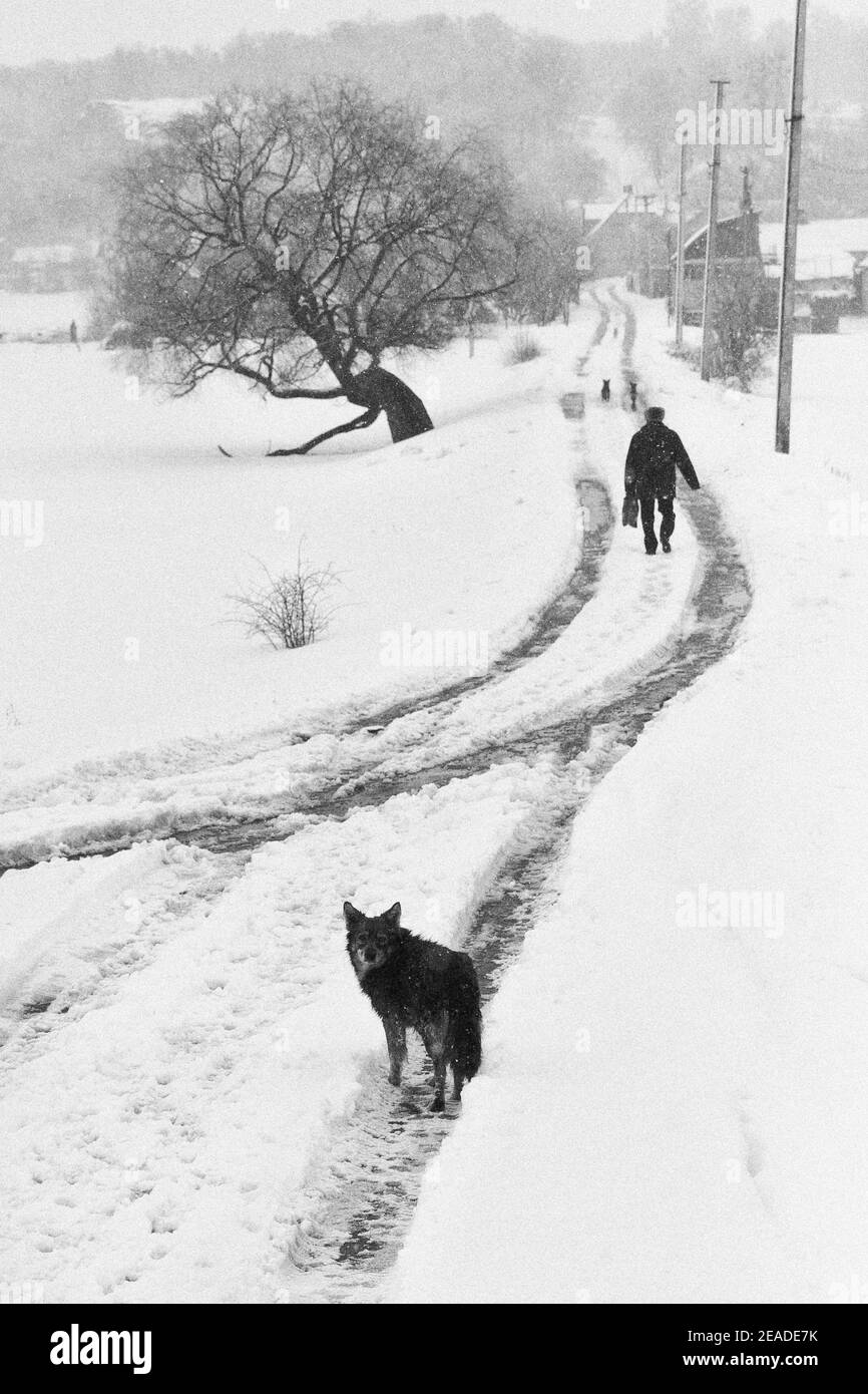 Homeless dog is wandering searching for food. Lonely careless silhouette of man is walking away. Cold snowy winter. Monochrome Stock Photo