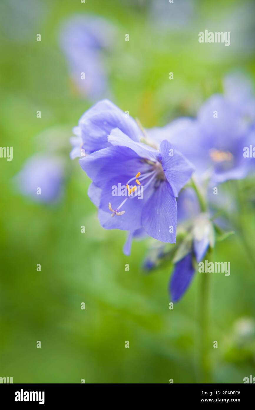 Beautiful blue flowers polemonium acutiflorum hardy plants for cold climates Stock Photo Alamy