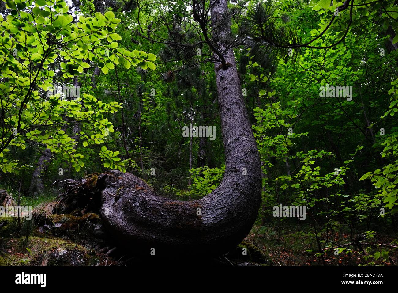 Unique pine tree oddly shaped and crooked on olympus mountain forest landscape surrounded by beech trees and leaves Stock Photo