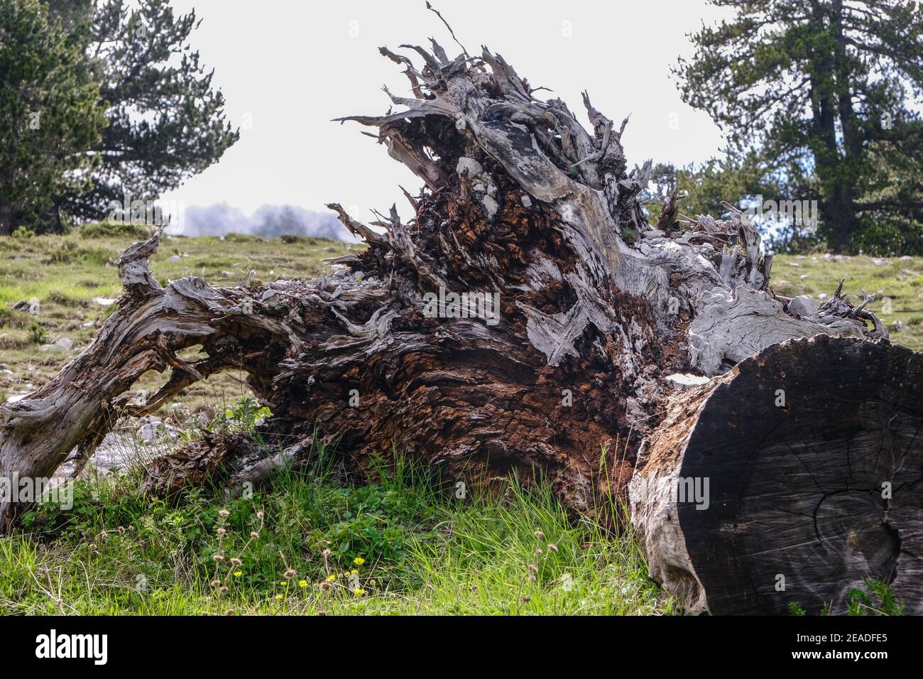 Beautiful dead fallen tree with the roots cut out on a mountain