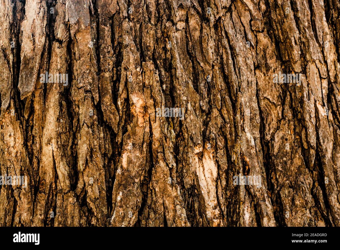 Seamless texture of tree bark - cool for wallpaper or background Stock