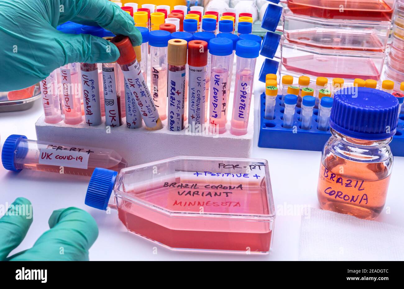 Scientist holds vial of blood sample with positive result for covid-19 infection of new variant in UK, concept image Stock Photo