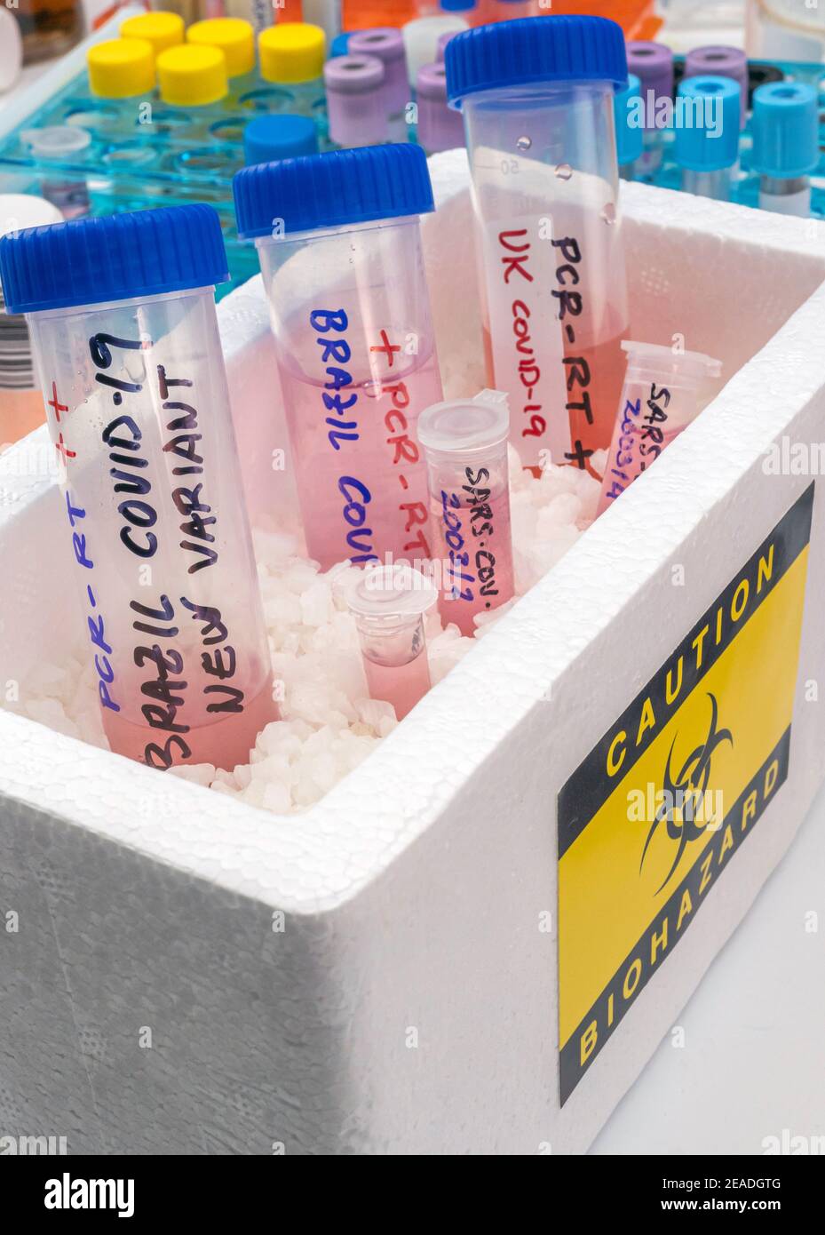 Several frozen vials testing positive for covid-19 infection of the new variant in the UK and Brazil, conceptual image. Stock Photo