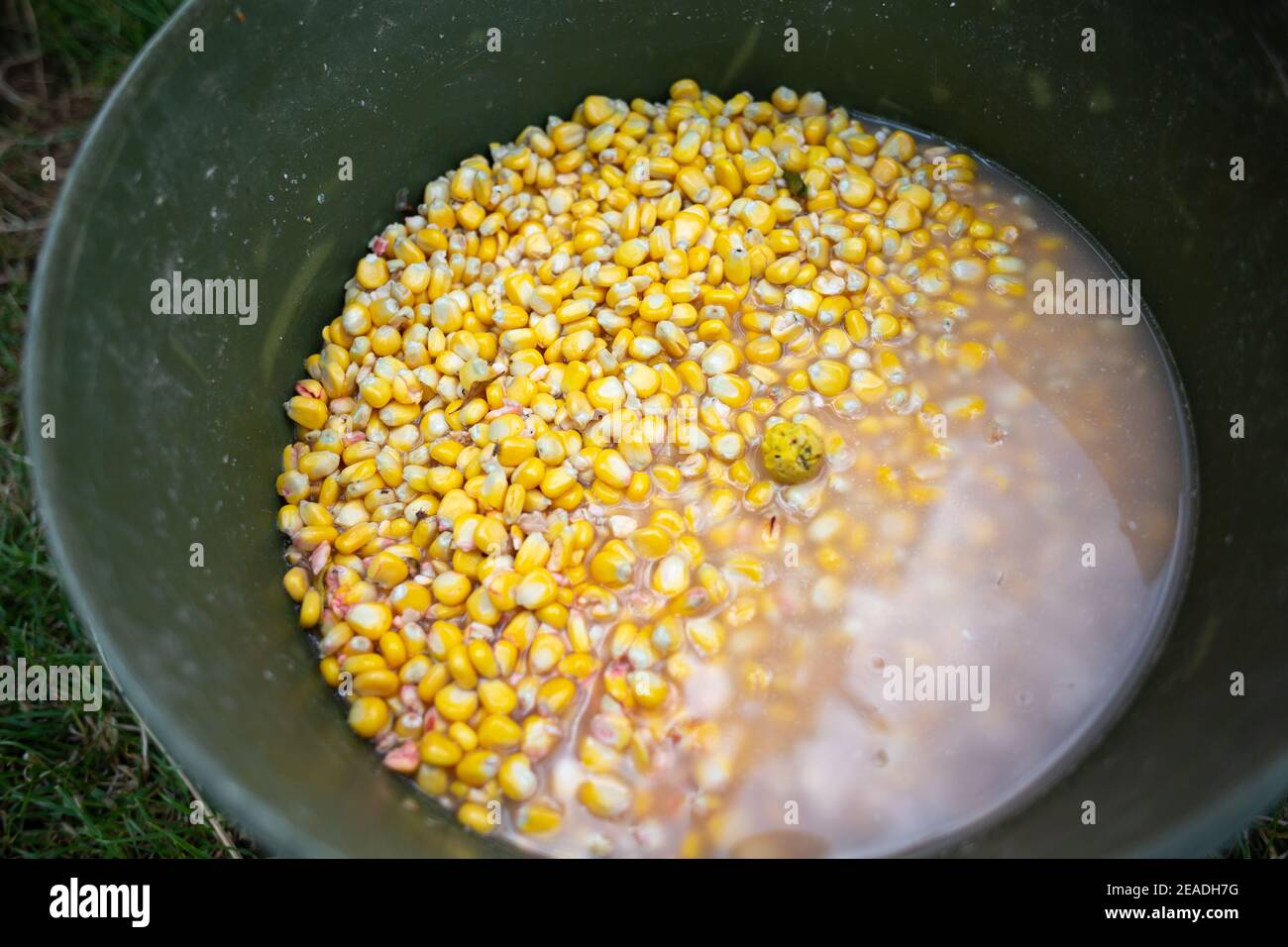 A bucket full of corn bait for fishing Stock Photo - Alamy