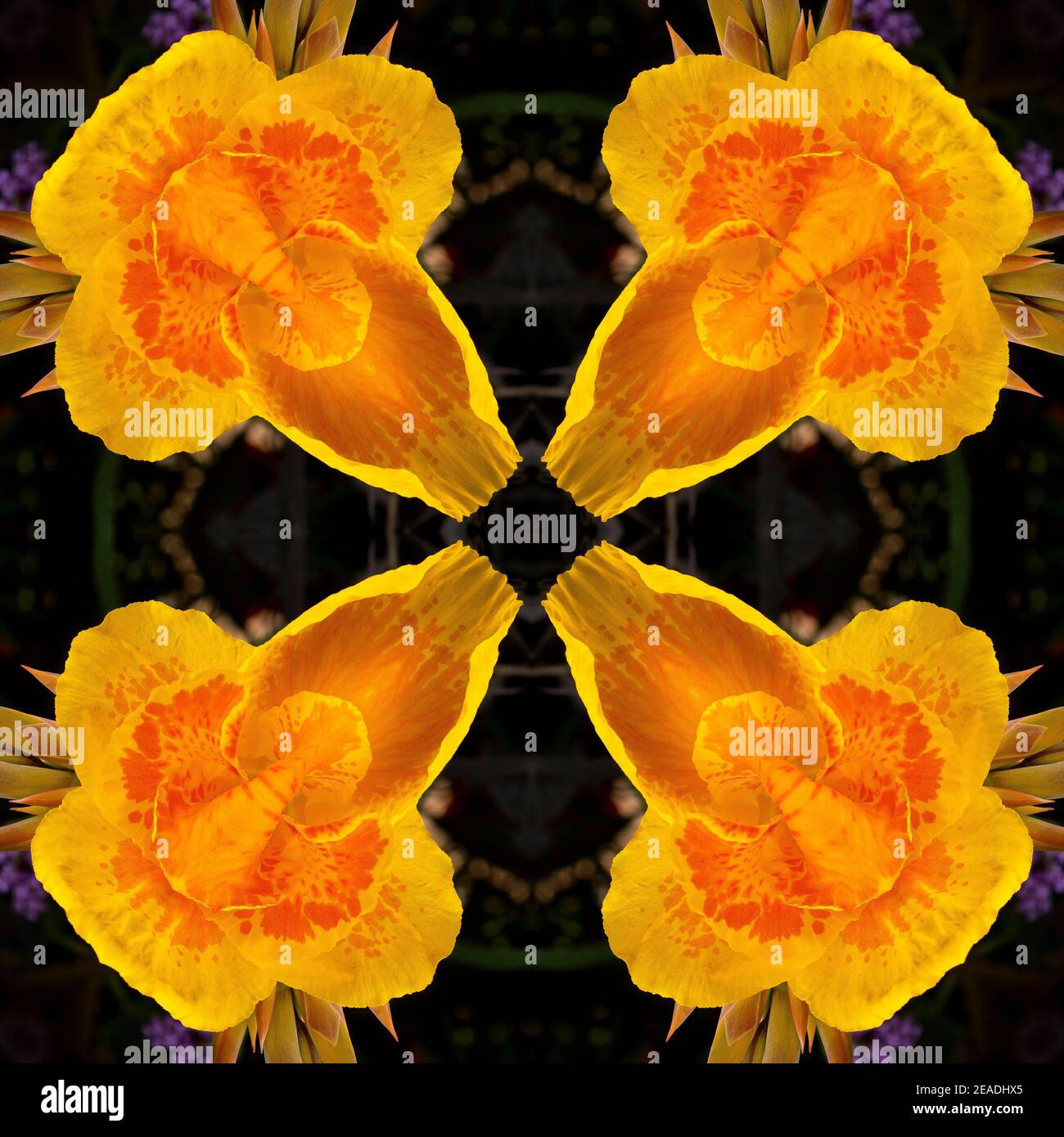 Kaleidoscope of flowers hi-res stock photography and images - Alamy