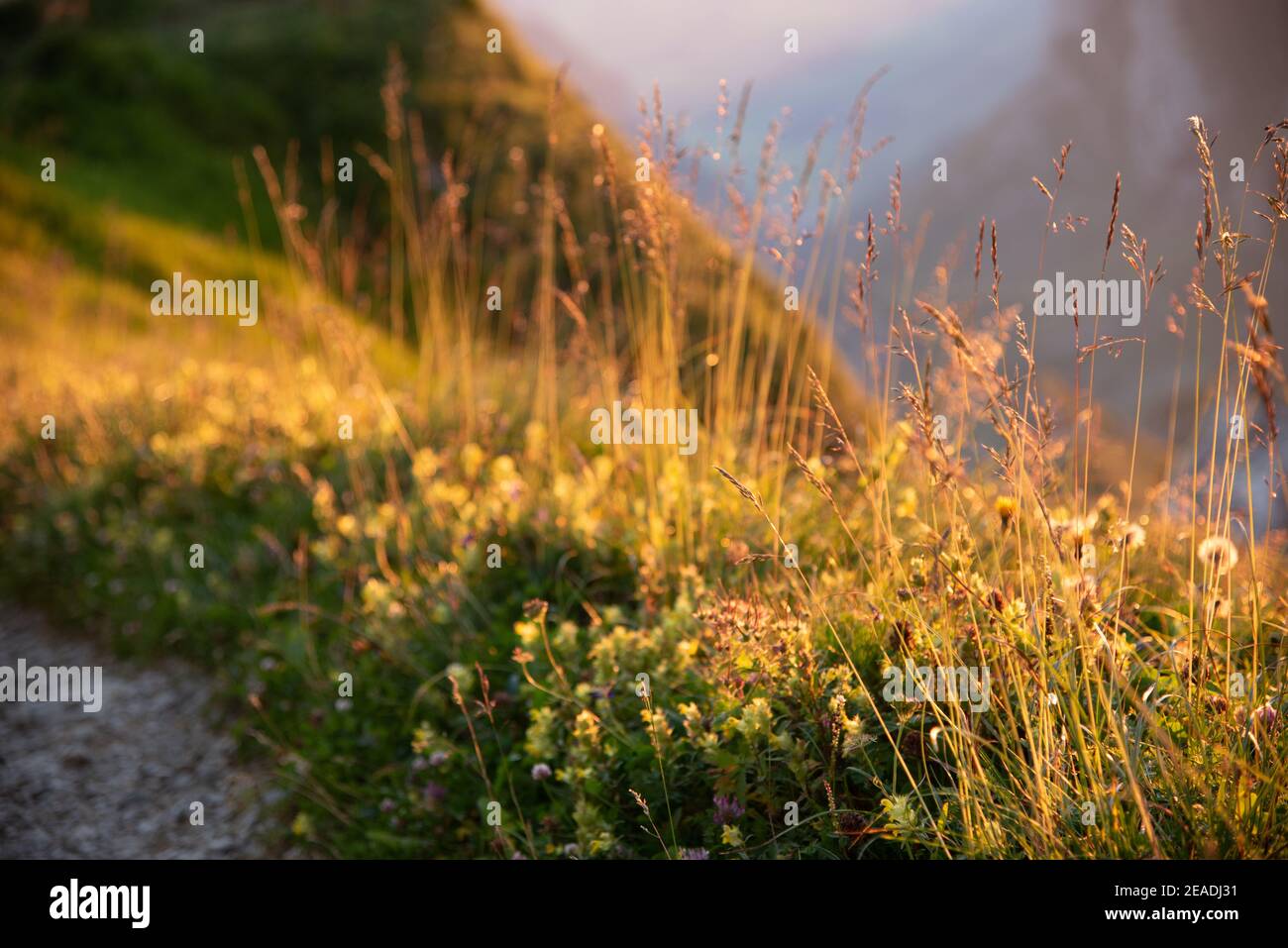 Selective focus shot grain hi-res stock photography and images - Alamy