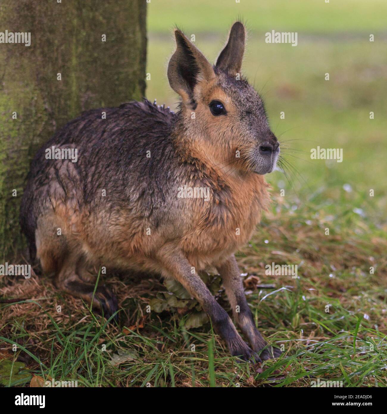Mara close up hi-res stock photography and images - Alamy