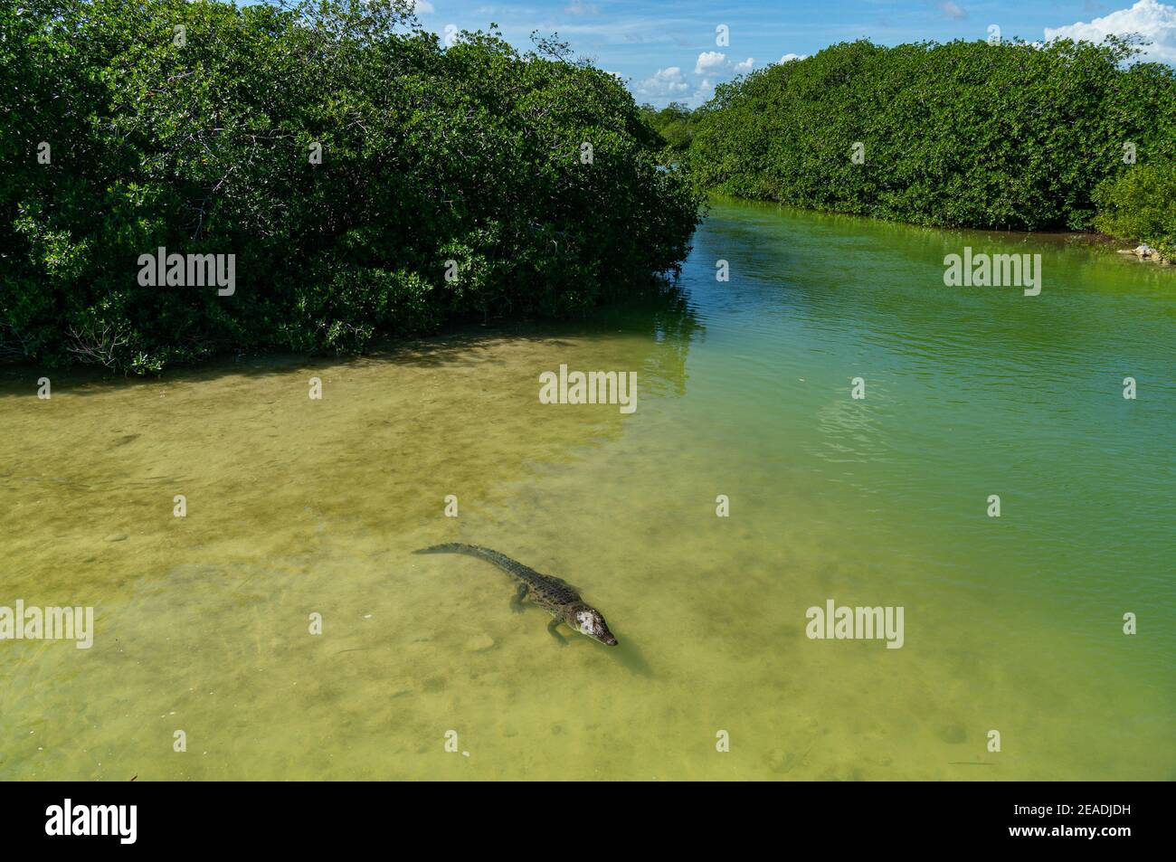 Mexican Crocodile ((Crocodylus moreletii) in water in Mexico Yucatan Stock Photo