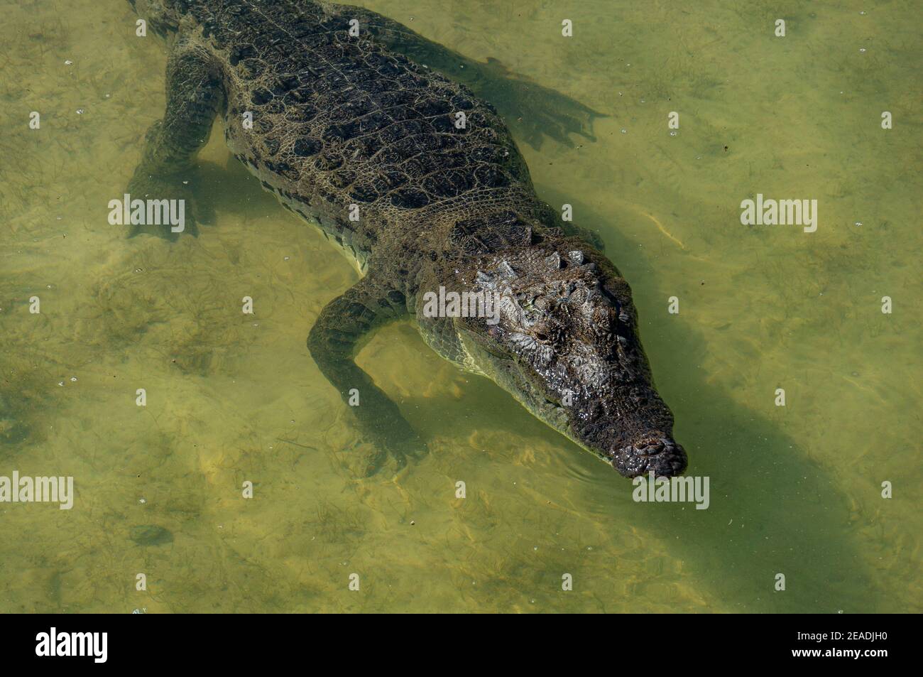 Mexican Crocodile ((Crocodylus moreletii) in water in Mexico Yucatan Stock Photo