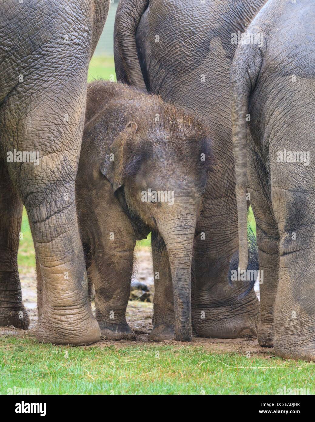 Asian elephant baby (Elephas maximus) protected by herd, group of Asiatic elephants in outdoor paddock, ZSL Whipsnade, UK Stock Photo