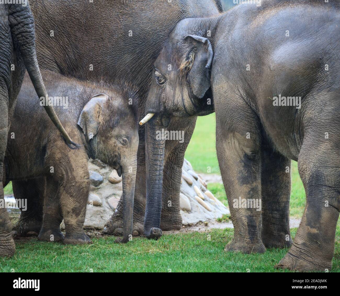 Asian elephant baby (Elephas maximus) protected by herd, group of Asiatic elephants in outdoor paddock, ZSL Whipsnade, UK Stock Photo
