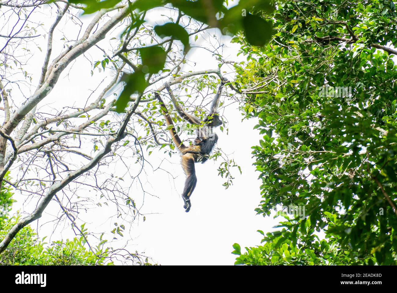 Spider Monkey with baby (Ateles geoffroyi) climbing a tree in Calakmul ruins, Mexico Yucatan Stock Photo