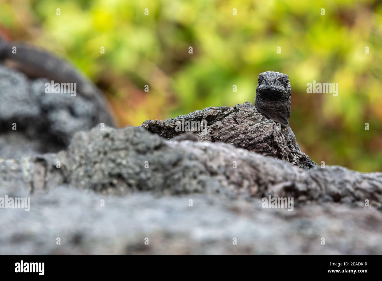 Galapagos marine iguana, Isabela island, Galapagos in Ecuador Stock Photo