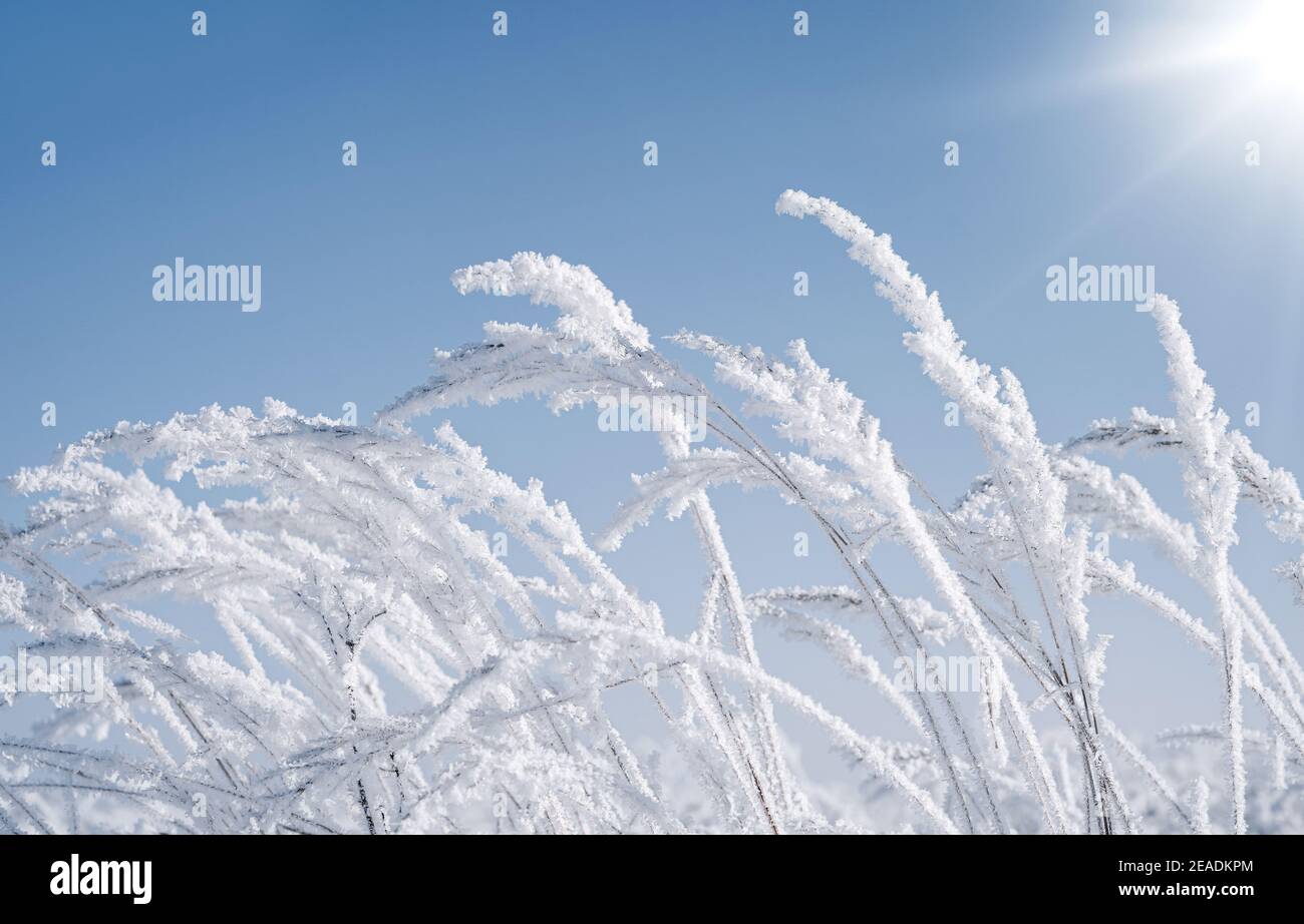 Frozen grass on a sunny winter morning Stock Photo