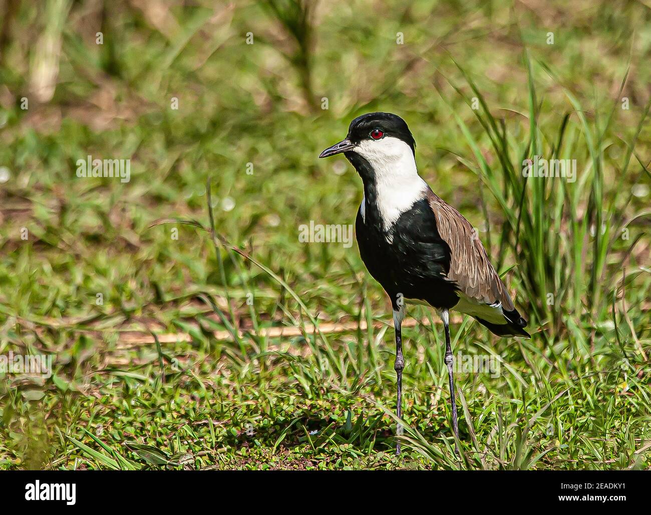 An African Spur-winged Lapwing/Plover photographed on the banks of the River Nile in Uganda,  South Africa. Stock Photo