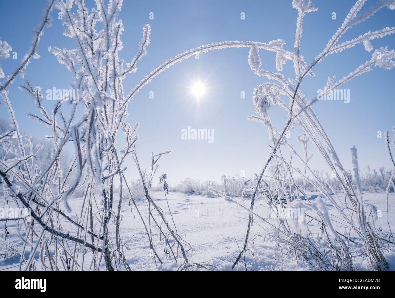 Frozen grass on a sunny winter morning Stock Photo