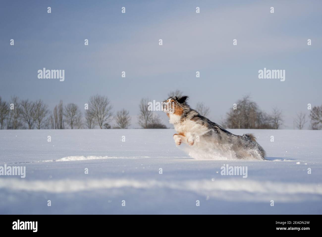 australian shepherd on the snow jump to the left side Stock Photo