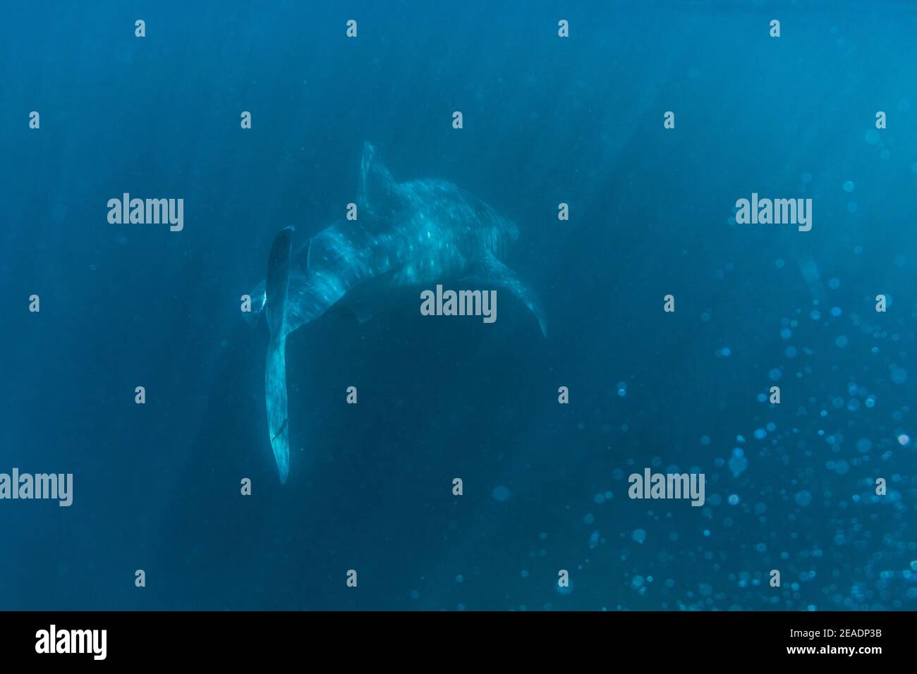 Whale Shark Spotted in Pintuyan, Padre Burgos, Southern Leyte, The Philippines, South East Asia, Underwater, Swimming, Deep Blue Ocean Stock Photo