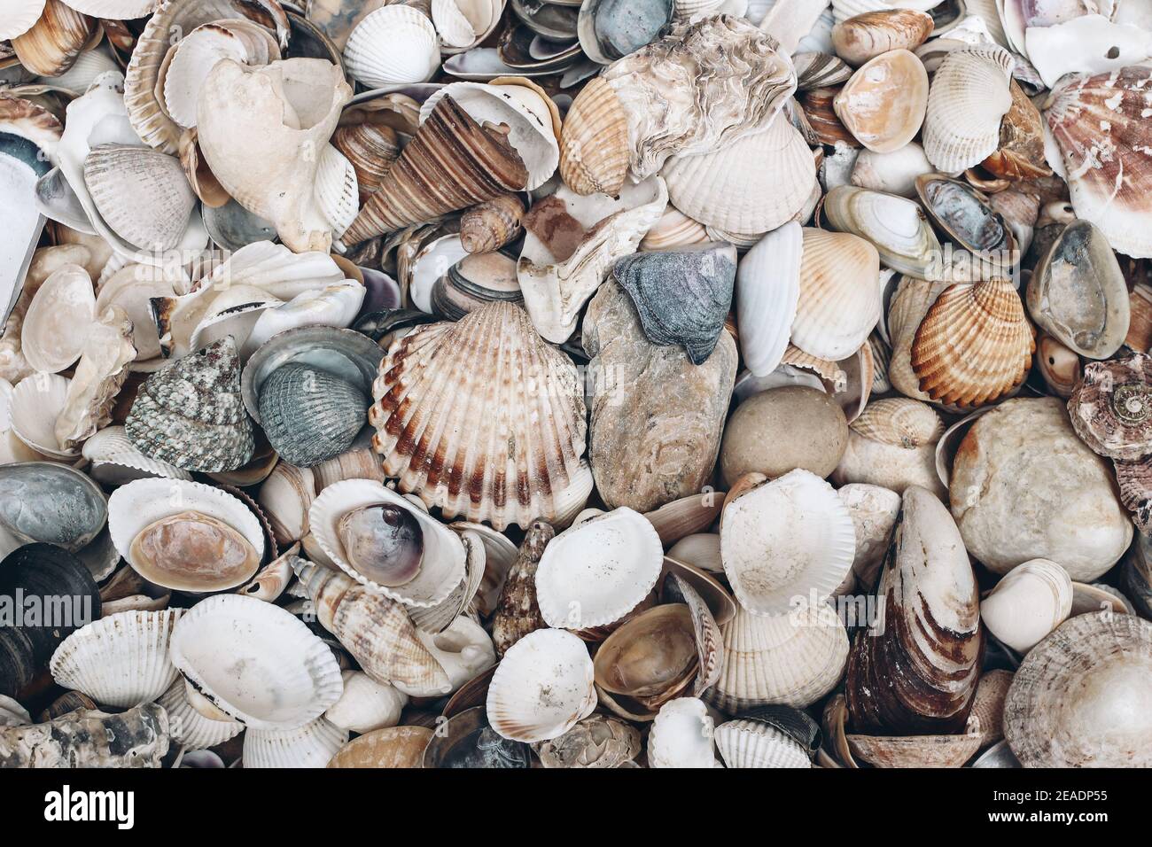 Closeup of various colorful sea shells on beach. Ocean, seashore natural textured background. Summer vacation concept. Flat lay, top view. No people. Stock Photo