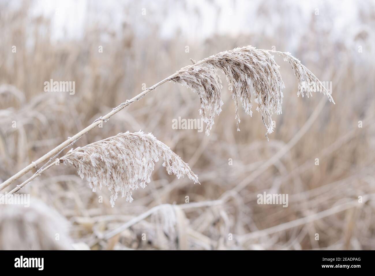 Close-up of beautiful frozen beige dry grass, reed plants near lake. Winter scene. Frost in nature. Selective focus. Floral detail. Botanical close-up Stock Photo