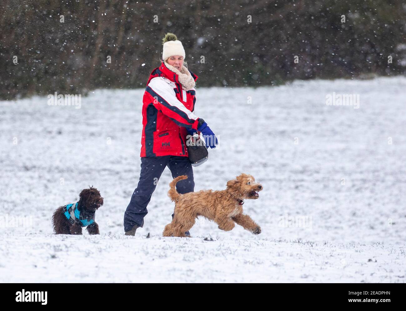 Dog snowball hi res stock photography and images Page 4 Alamy