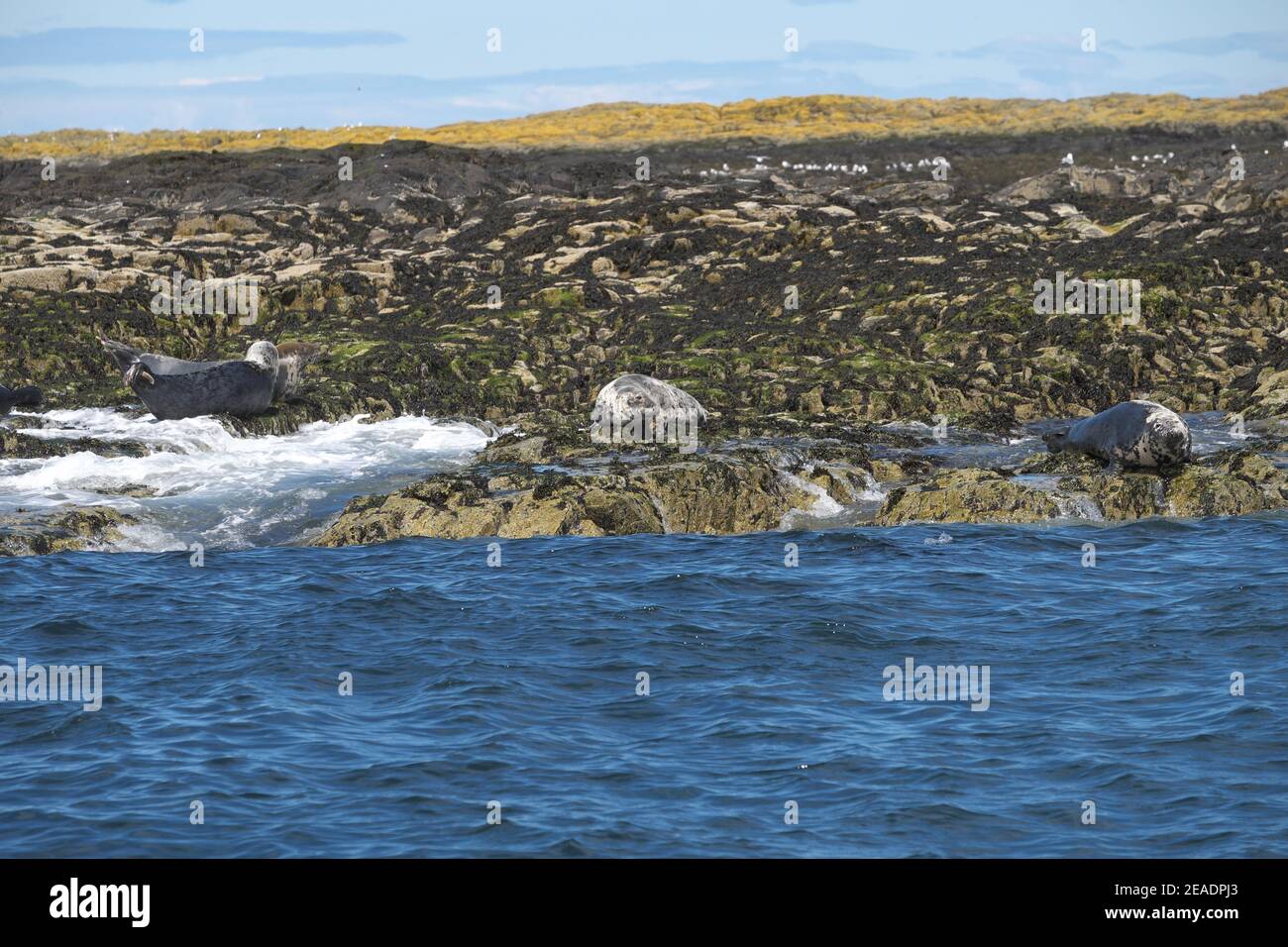 Four grey seals hi-res stock photography and images - Alamy