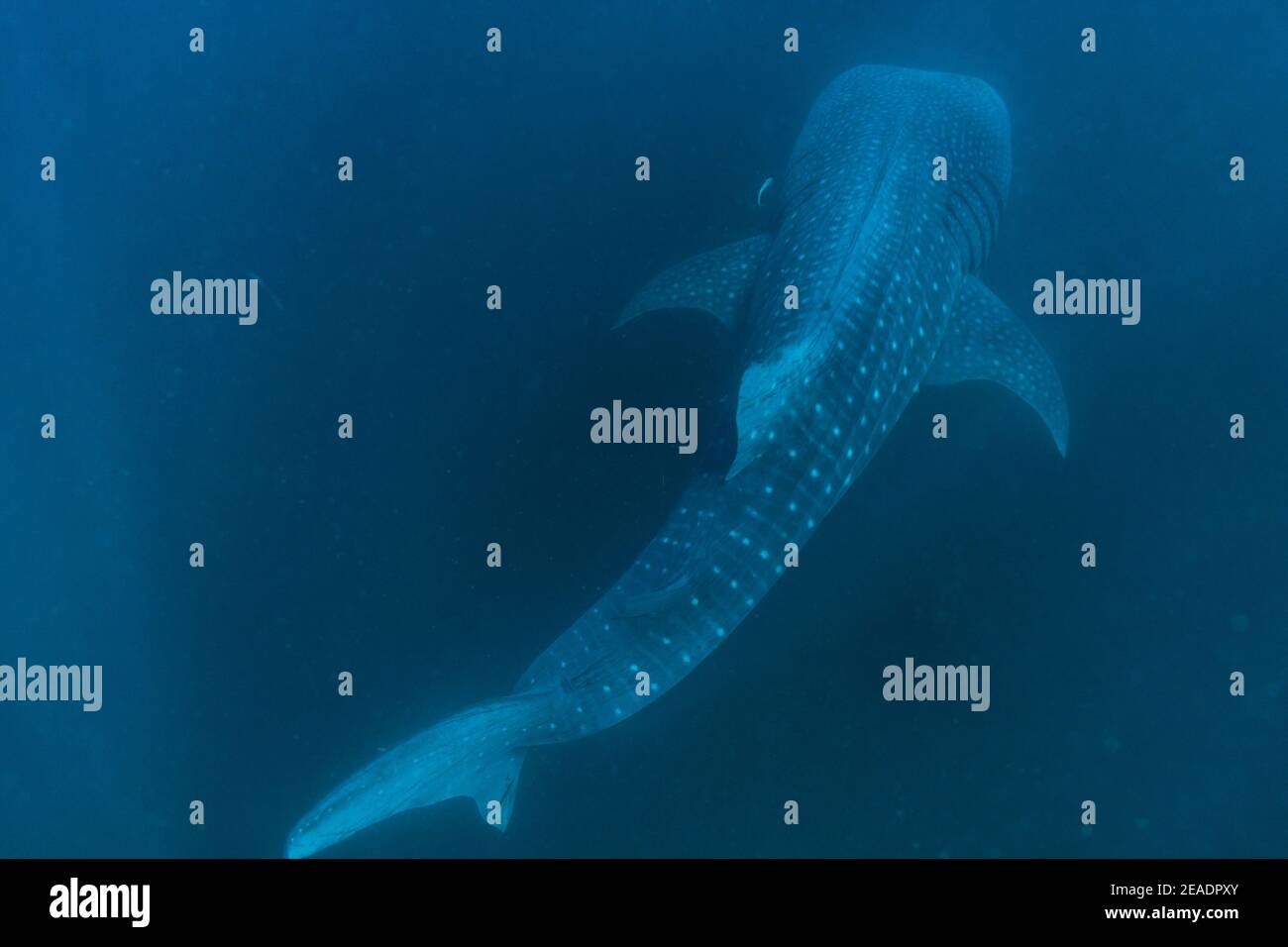 Whale Shark Spotted in Pintuyan, Padre Burgos, Southern Leyte, The Philippines, South East Asia, Underwater, Swimming, Deep Blue Ocean Stock Photo