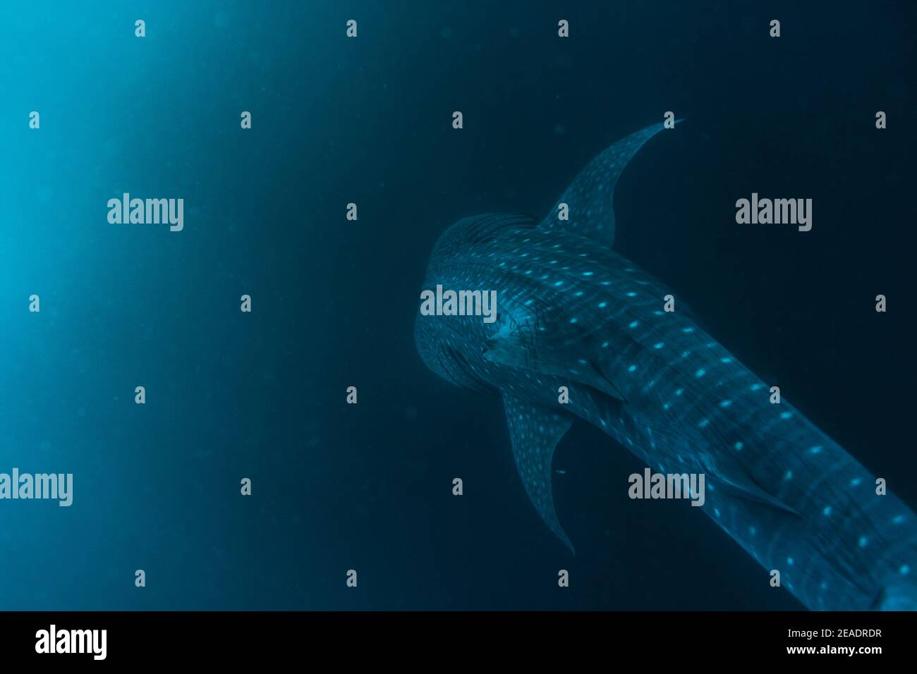 Whale Shark Spotted in Pintuyan, Padre Burgos, Southern Leyte, The Philippines, South East Asia, Underwater, Swimming, Deep Blue Ocean Stock Photo
