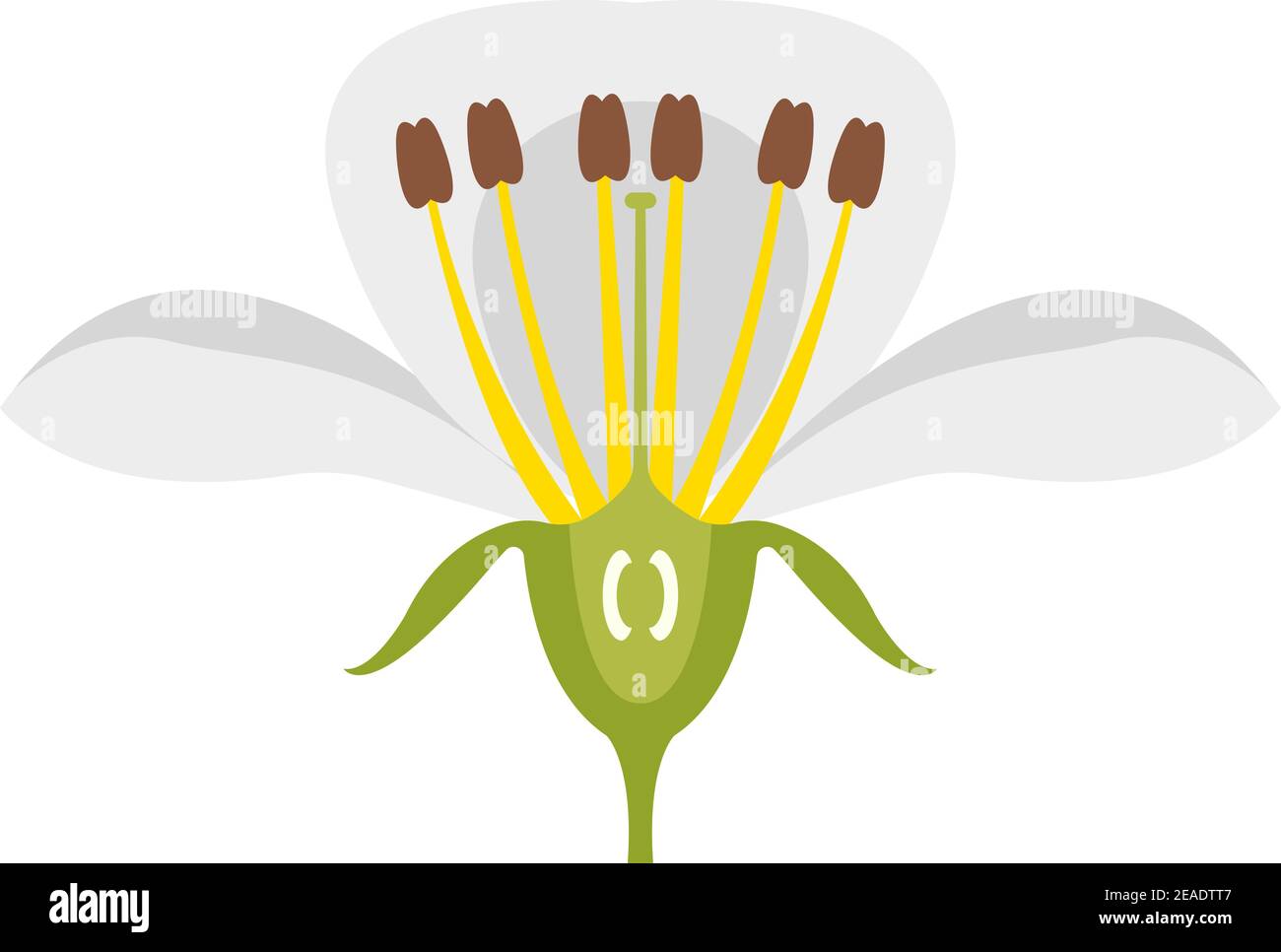 Pear tree flower flat vector icon isolated on white Stock Vector Image ...