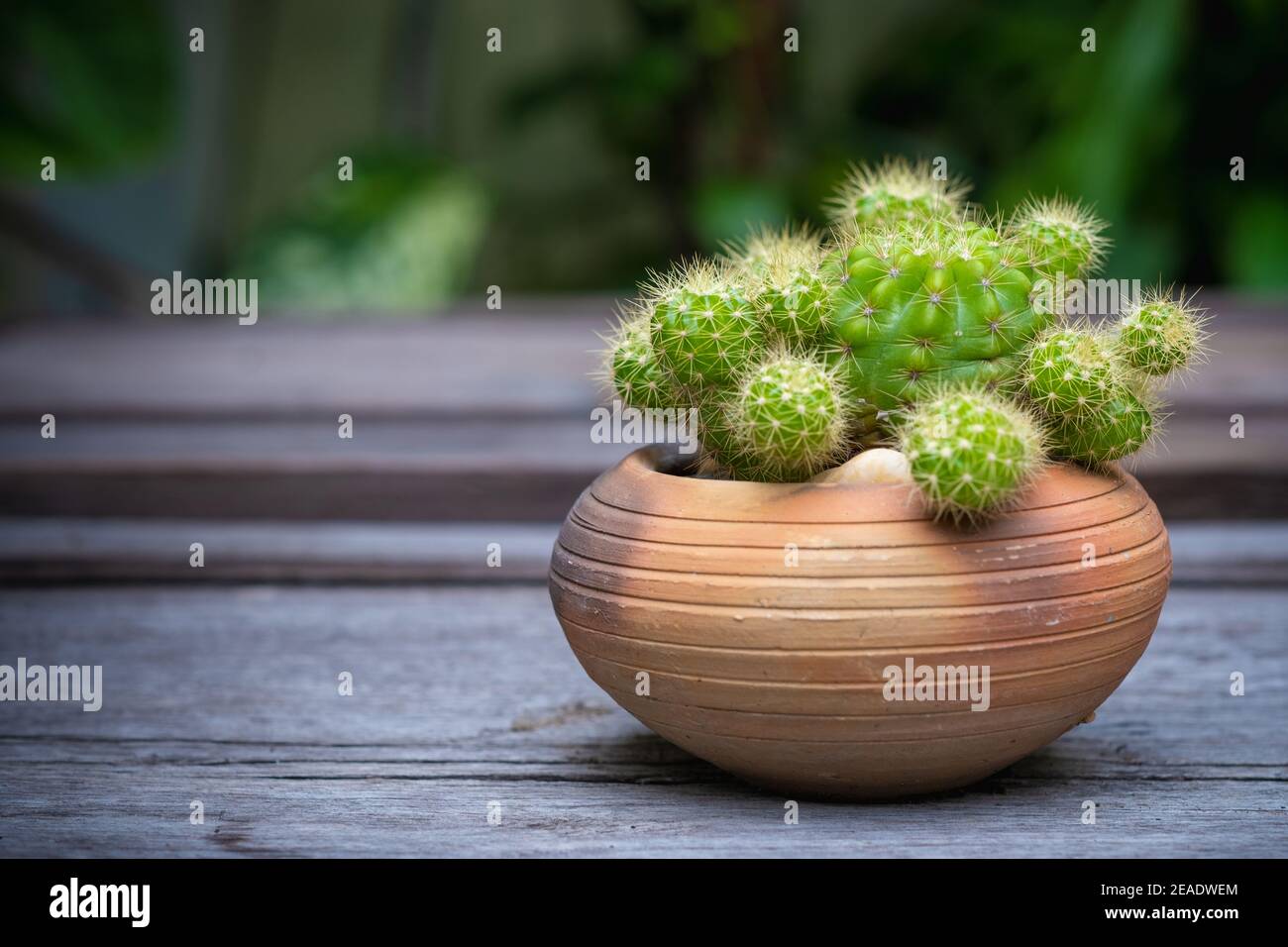Cactus (Echinopsis) in clay pots on wooden floor,garden background. Stock Photo