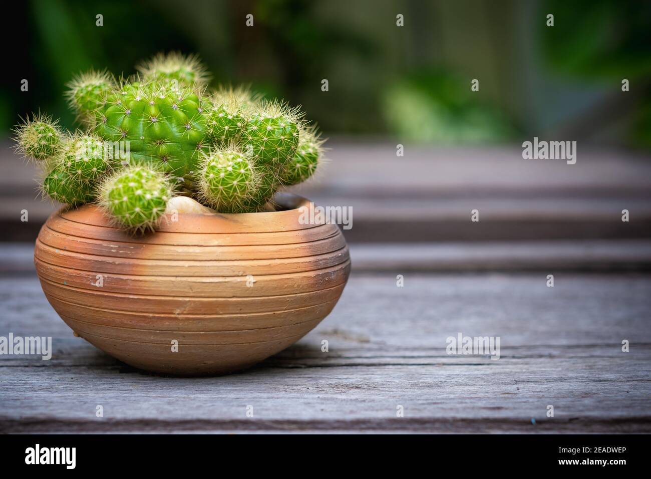 Cactus (Echinopsis) in clay pots on wooden floor,garden background. Stock Photo