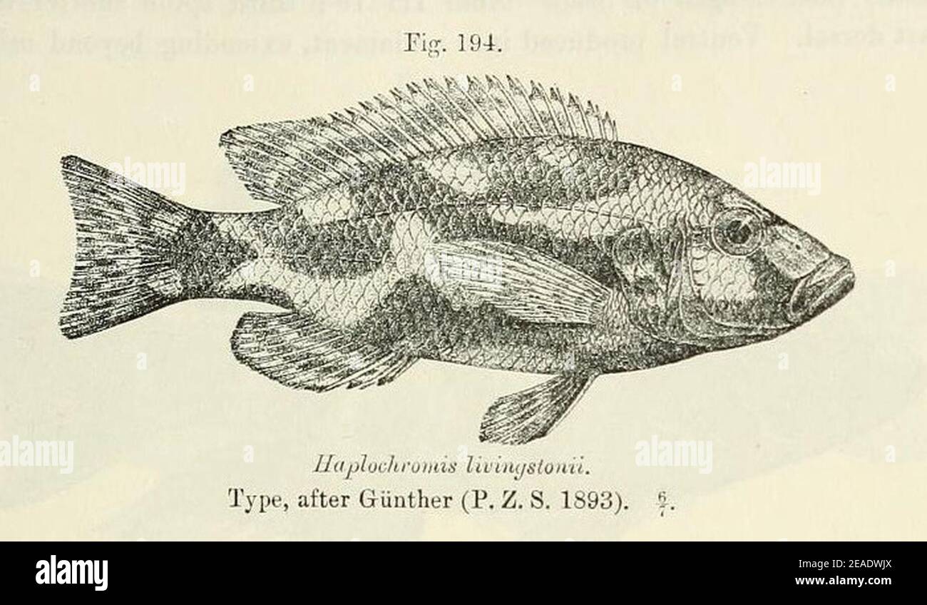 Nimbochromis livingstonii. Stock Photo
