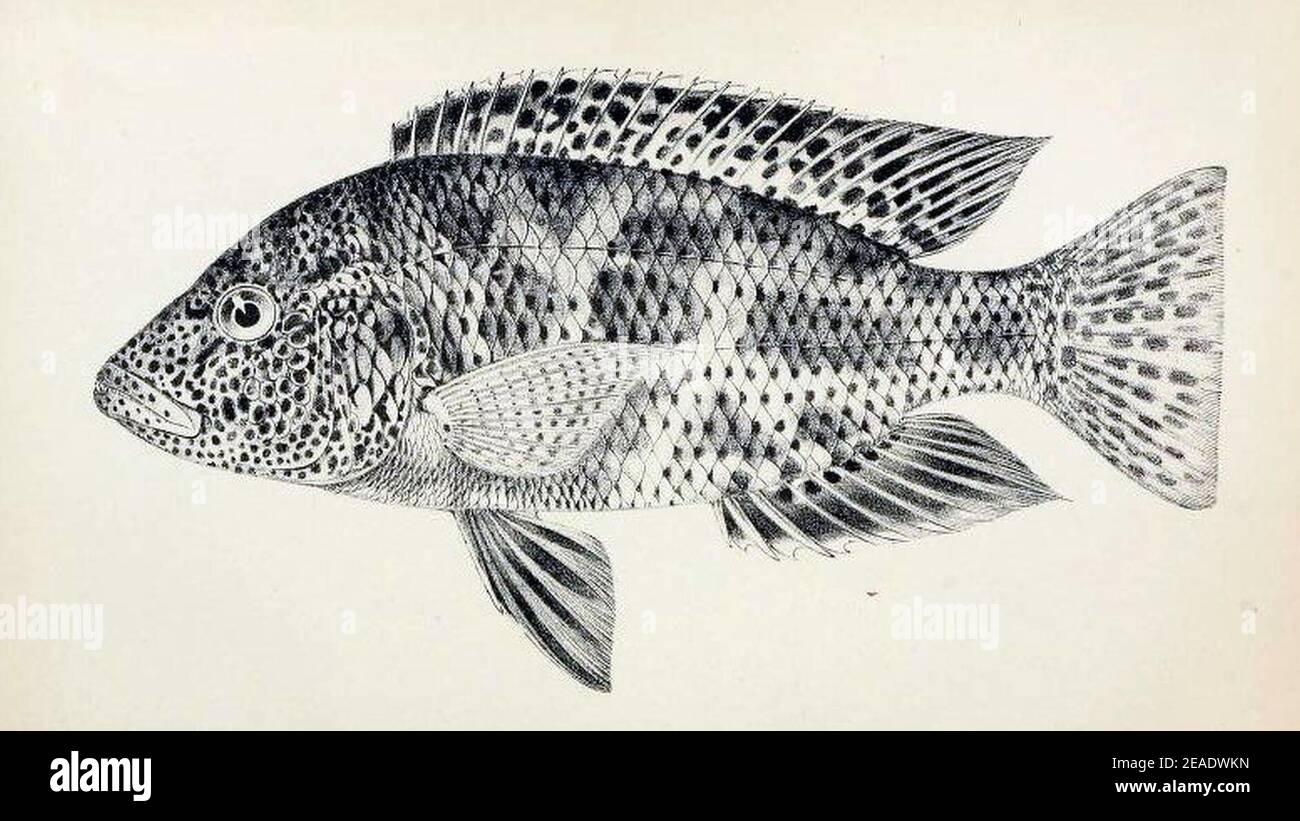 Nimbochromis polystigma. Stock Photo