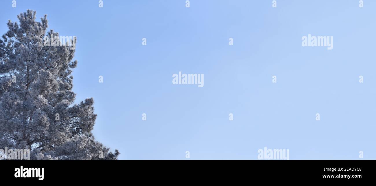 Snow covered pine tree on a blue sky background with copy space for ...
