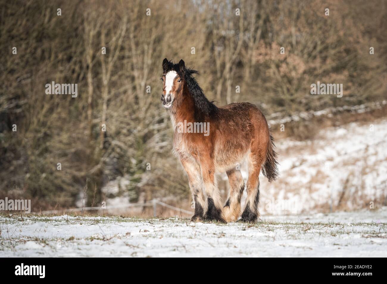 Beautiful big Irish Gypsy Cob horse foal standing wild in snow field on ground looking towards camera through cold deep snowy winter landscape alone Stock Photo