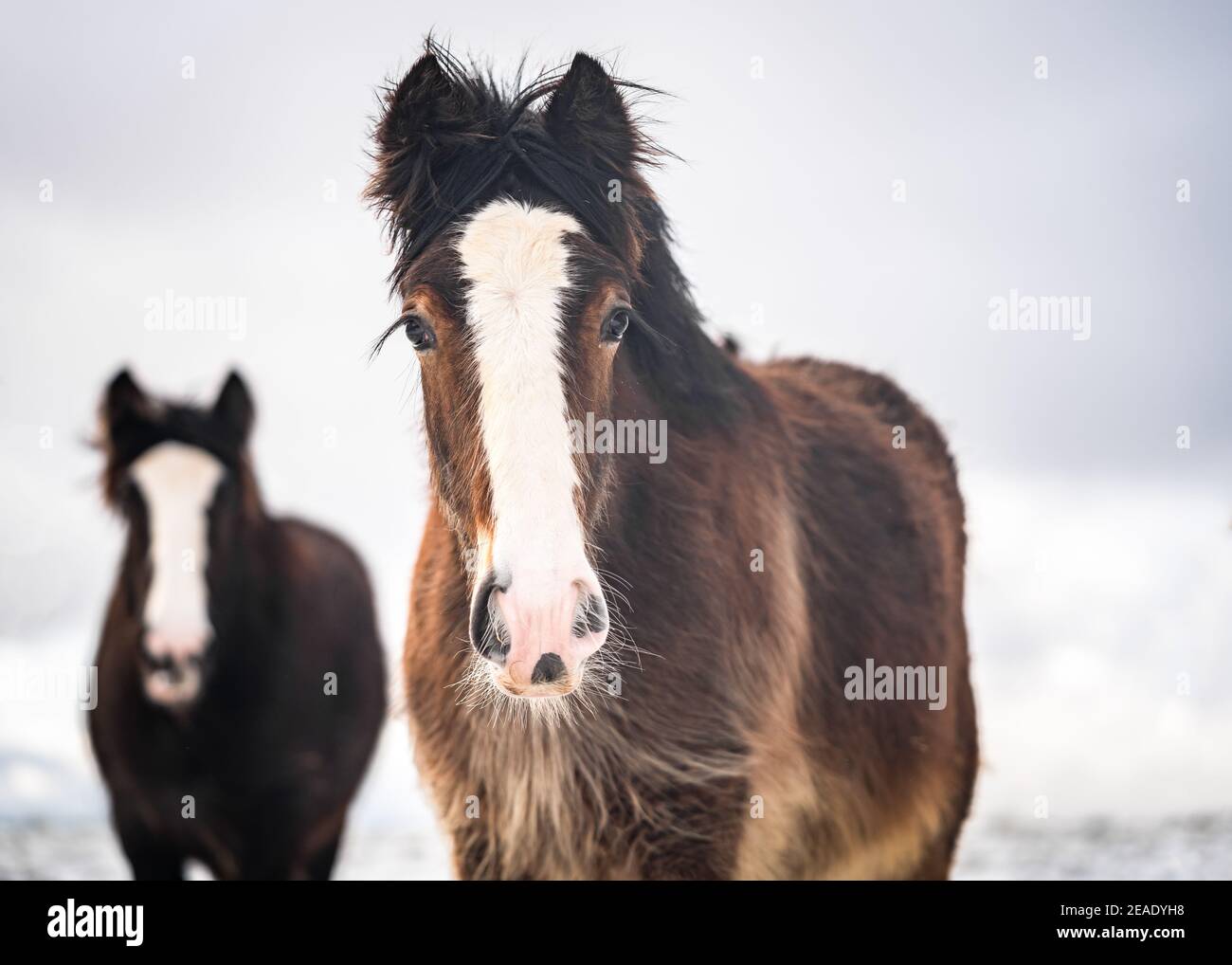 Beautiful big Irish Gypsy cob horses young foals roaming wild in heavy snow on ground walking towards camera through cold deep snowy winter field Stock Photo
