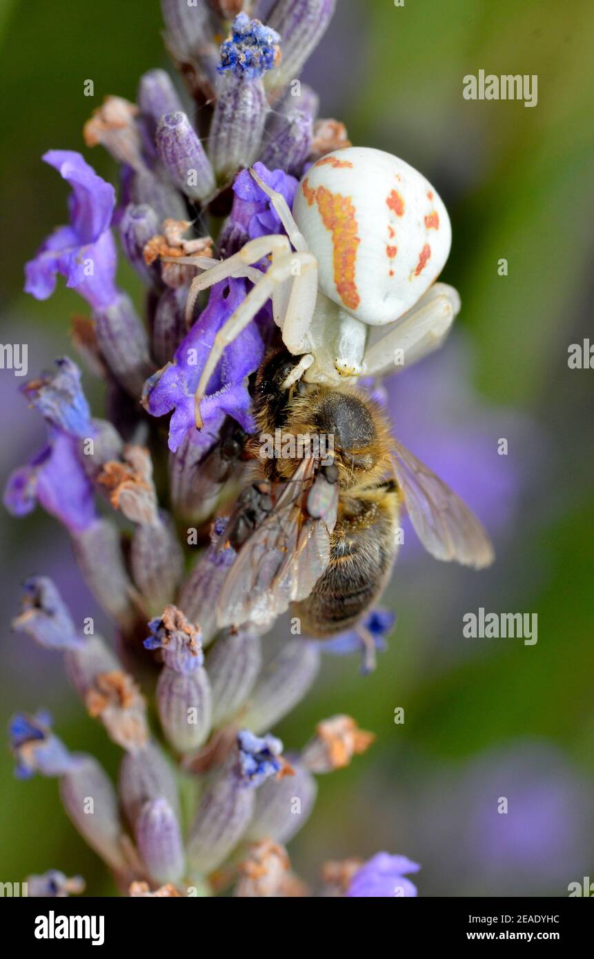 White and orange crab spider (Synema globosum) eating honeybee on lavender flower and seen from above Stock Photo