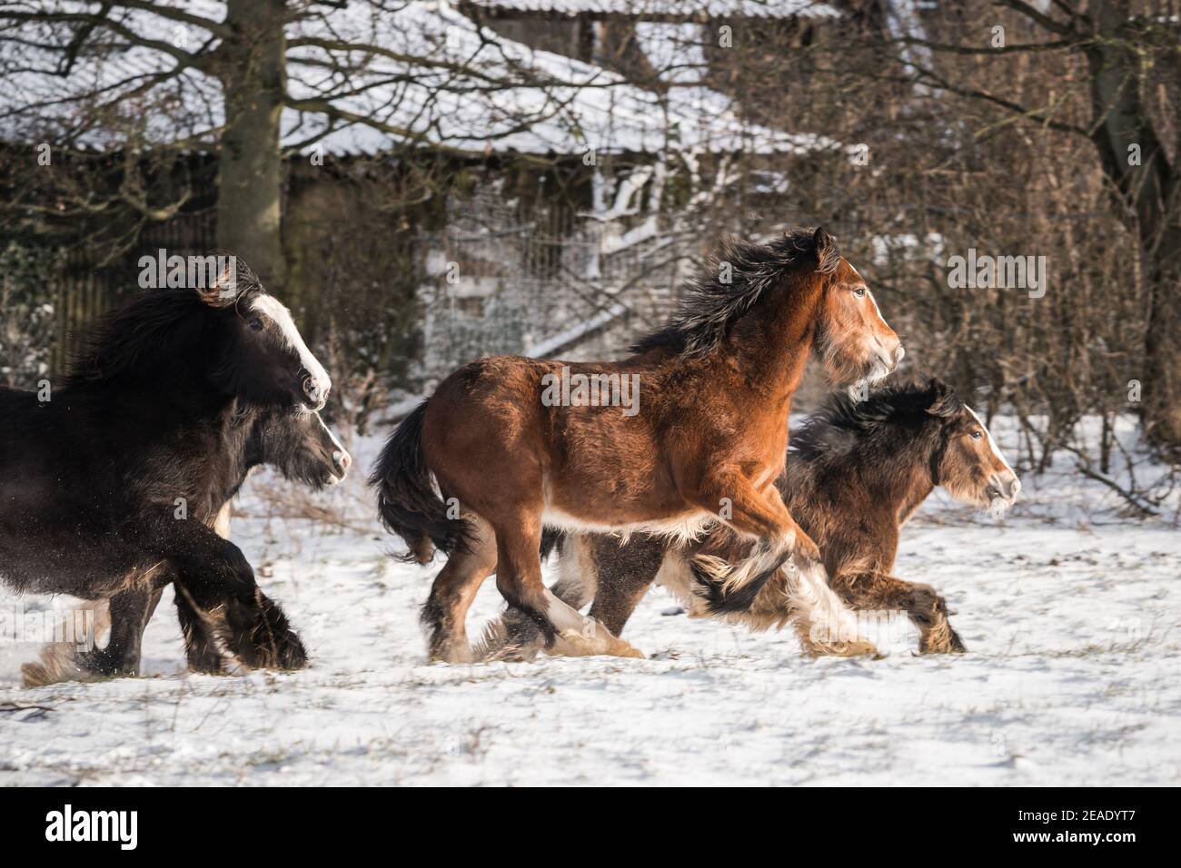 Beautiful big group of Irish Gybsy cob horses foals running wild snow on ground towards through cold deep snowy winter field at sunset galloping pack Stock Photo