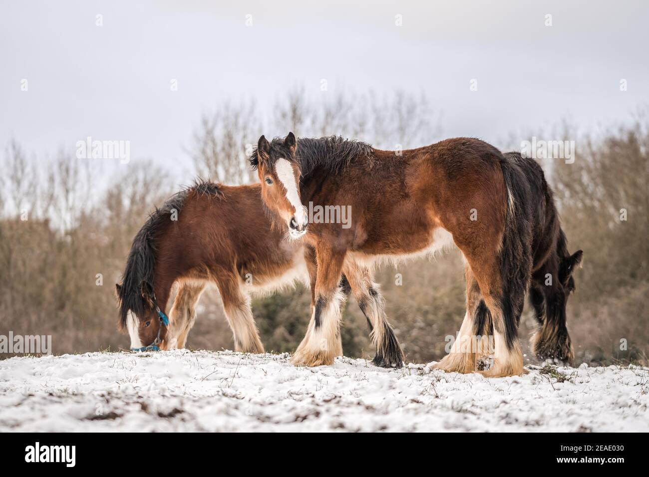 Beautiful big Irish Gypsy Cob horse foal standing wild in snow field on ground looking towards camera through cold deep snowy winter landscape shire Stock Photo