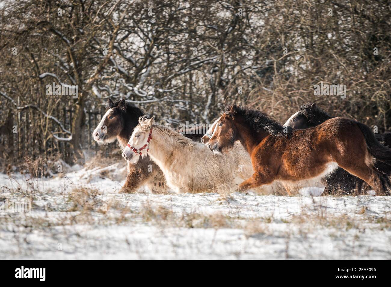 Beautiful big group of Irish Gybsy cob horses foals running wild snow on ground towards through cold deep snowy winter field at sunset galloping pack Stock Photo